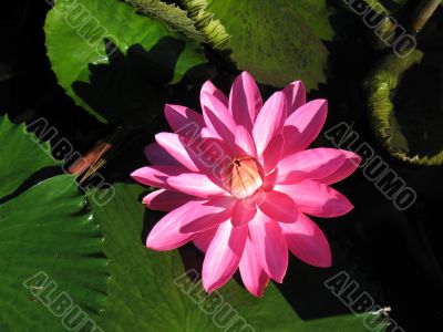 Water lily Water lily