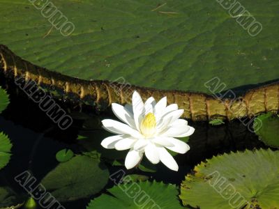 Water lily Water lily