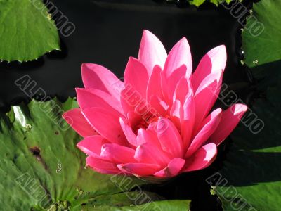 Water lily Water lily