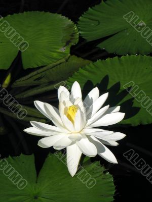 Water lily Water lily