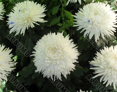 Chrysanthemums Chrysanthemums