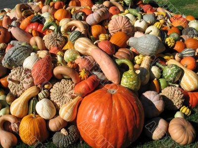 Harvest Harvest