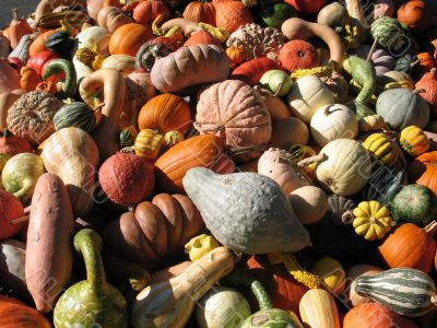 Harvest Harvest