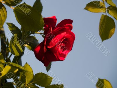 Garden Rose Frame