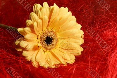yellow gerbera daisy with droplets