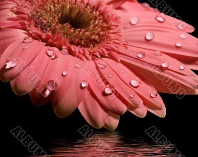 pink gerbera daisy with reflection