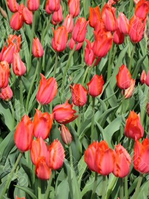 Tulips Tulips