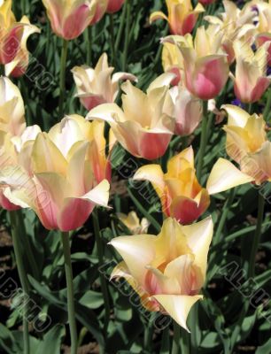 Tulips Tulips