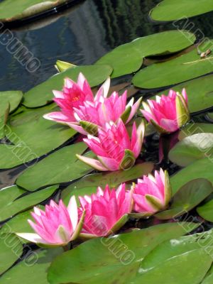 Water lilies Water lilies
