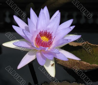 Water lily Water lily