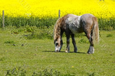 Grazing Horse