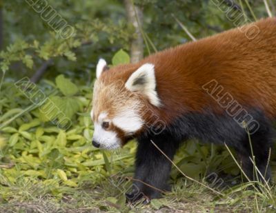 Red Panda