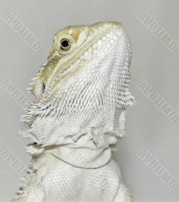 Bearded Dragon