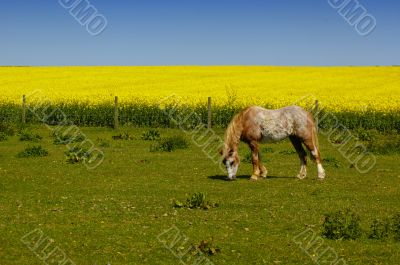 Horse Grazing