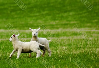 Spring Lambs