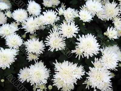 Chrysanthemums Chrysanthemums