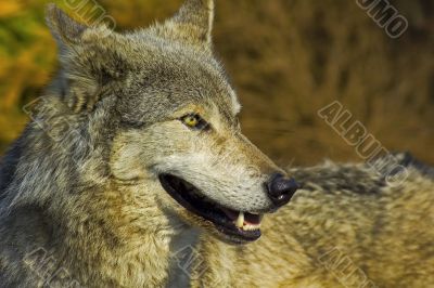 grey wolf