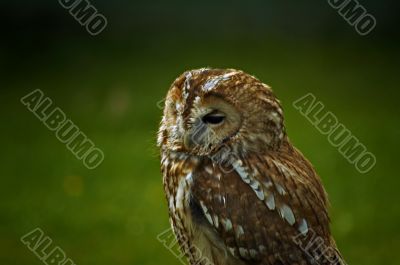 tawny owl