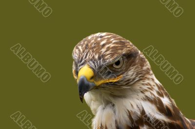Hawk Hawk