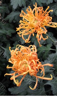Chrysanthemums Chrysanthemums