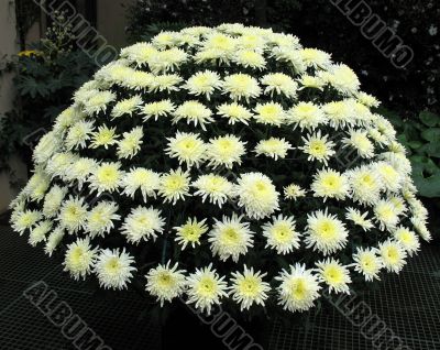 Chrysanthemums Chrysanthemums