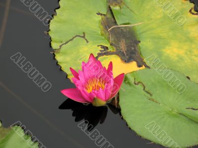 Water lily Water lily