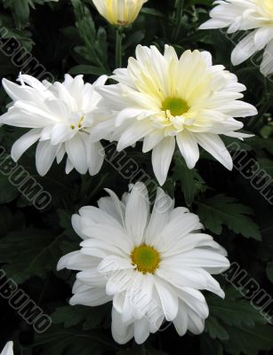 Chrysanthemums