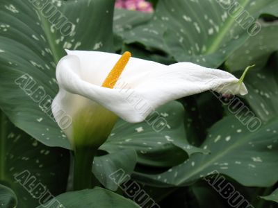 Calla-lily