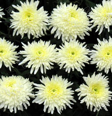 Chrysanthemums Chrysanthemums