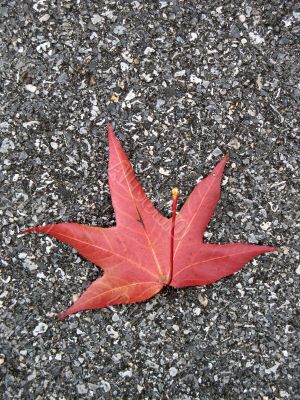 Leaves in fall Leaves in fall