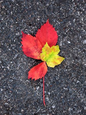 Leaves in fall Leaves in fall