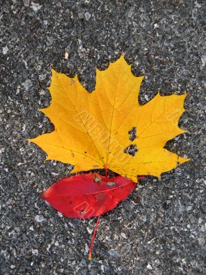 Leaves Leaves