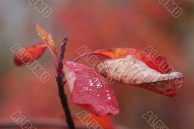 red leaf