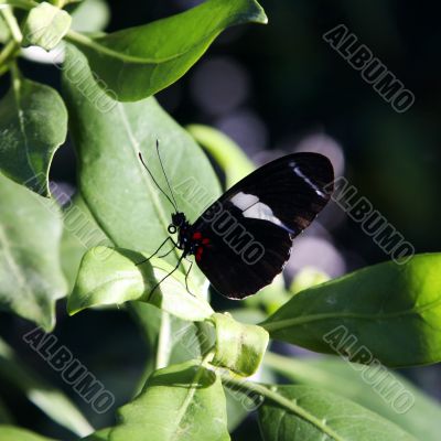 beautiful black butterfly
