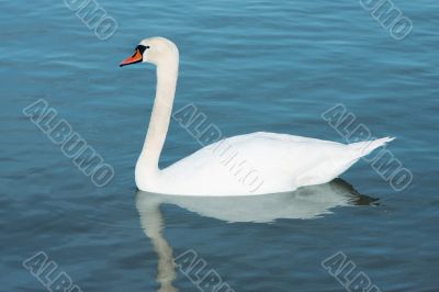white young swan