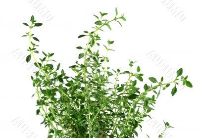 Fresh Herbs Thyme 2