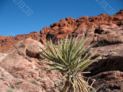 Red Rock Canyon, Nevada