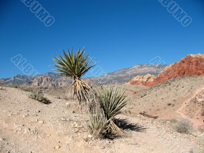 Red Rock Canyon, Nevada