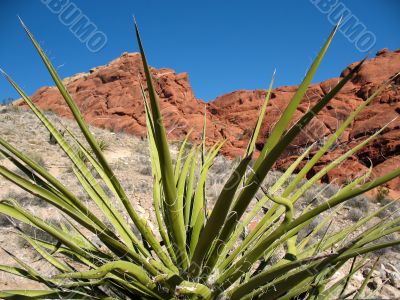 Red Rock Canyon, Nevada