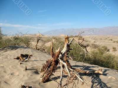 Sand dunes, Death Valley, California