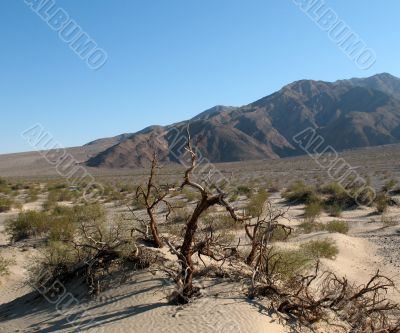 Sand dunes, Death Valley, California Sand dunes, Death Valley, California