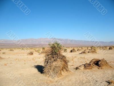 Devil`s Corn Field, Death Valley, California