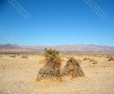 Devil`s Corn Field, Death Valley, California