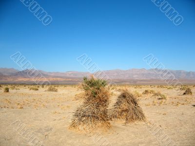 Devil`s Corn Field, Death Valley, California