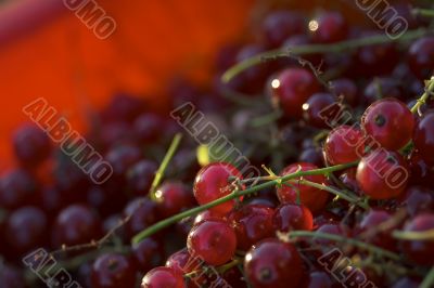 Red berry Red berry