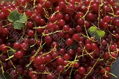 Red berry Red berry
