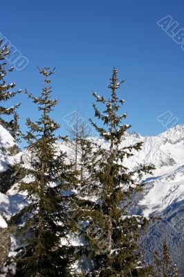 Mountain trees
