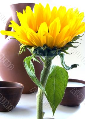 Sunflower Bran Flakes and Milk