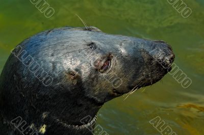 seal