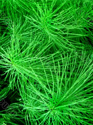 Green plant Green plant